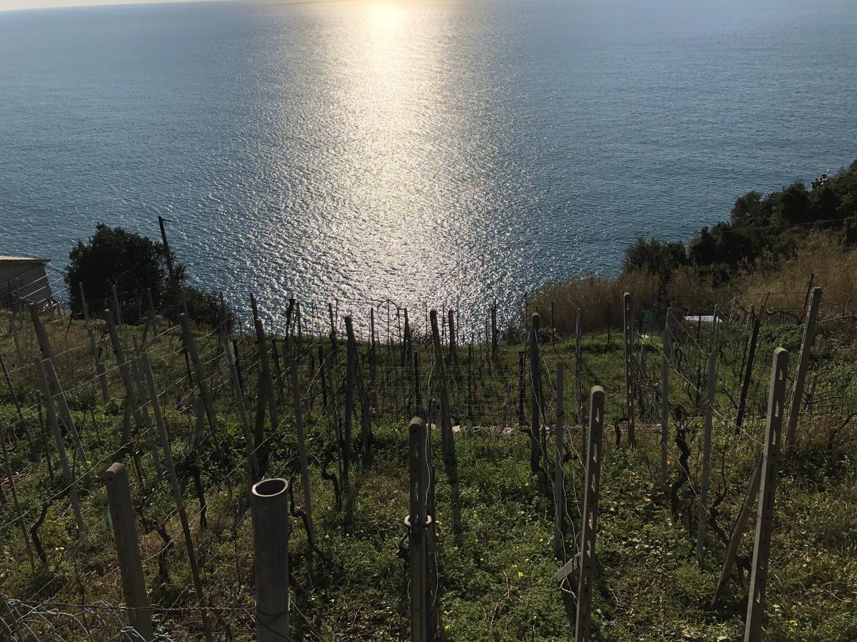Zia Letizia Bed And Wine Hotel Monterosso al Mare Eksteriør billede